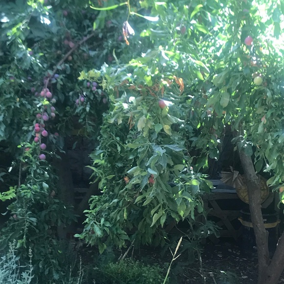 Meet your Posher, Miriam - Picture 2 of 2